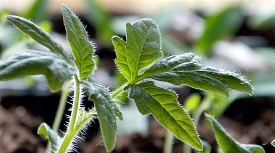 Tomato plant